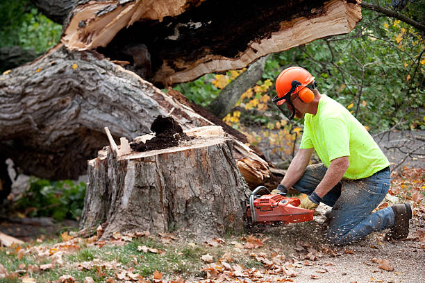 Best Commercial Tree Services  in Newtown, PA